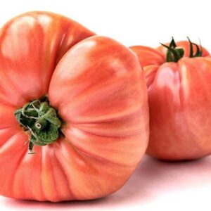 Tomate arrosa Kg